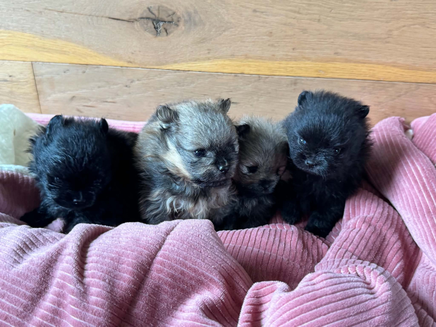 Chiot Spitz allemand Du Clos Du Kreiz Breizh