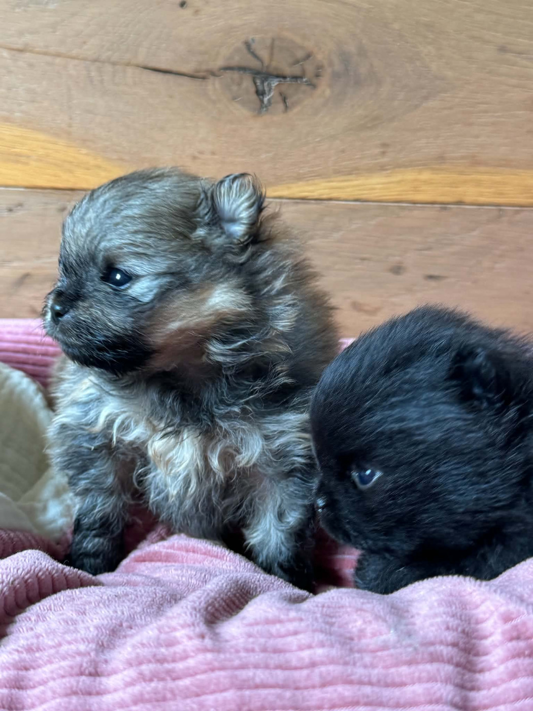 Du Clos Du Kreiz Breizh - Chiots disponibles - Spitz allemand