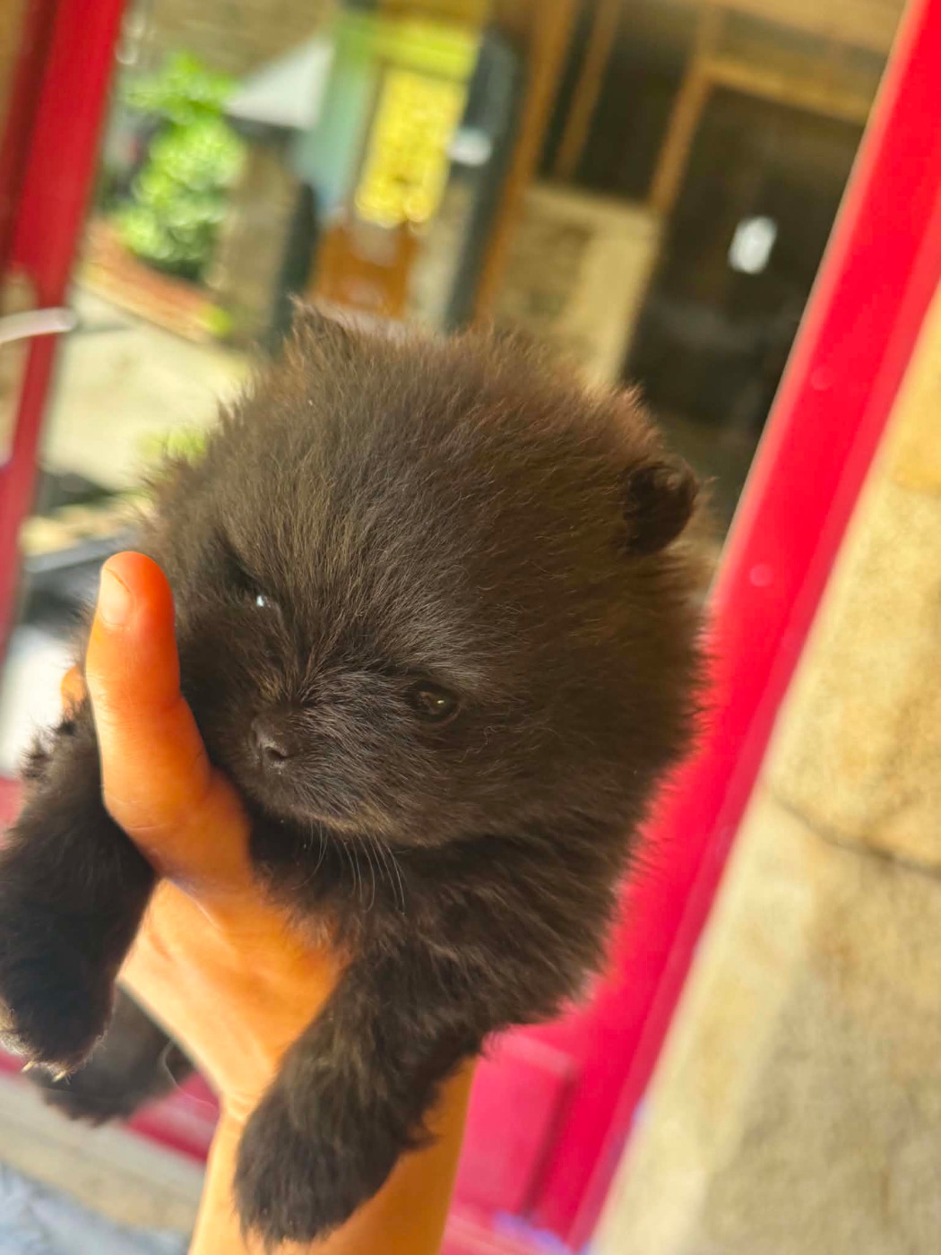 Du Clos Du Kreiz Breizh - Chiots disponibles - Spitz allemand